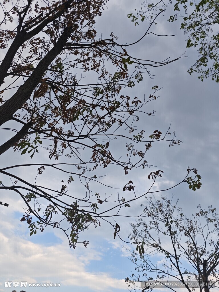树枝映衬下的多云天空