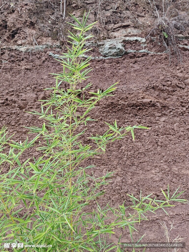 泥土中生长的嫩绿植物