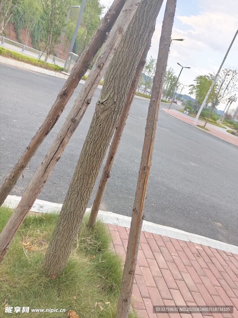 路边支撑树木的木架