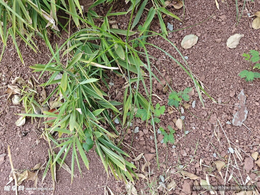 地面上的嫩绿小草