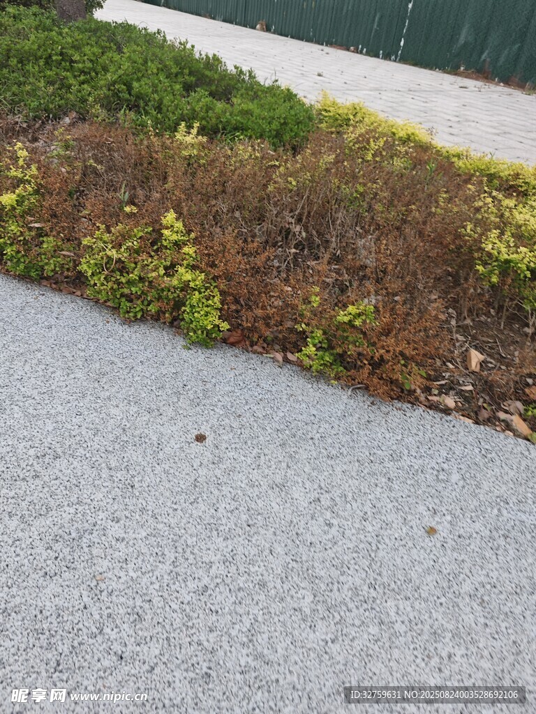 路边的多彩植物景观