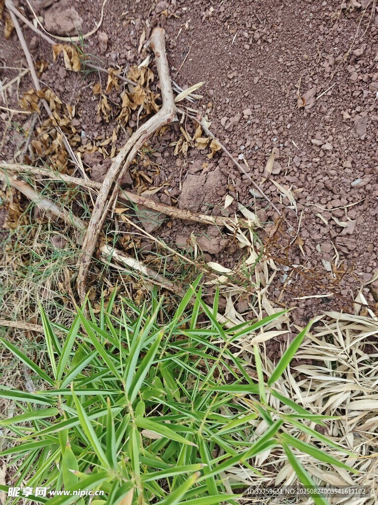 地面上的枯枝干与绿草