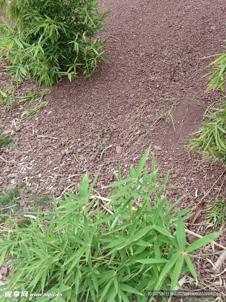 地面绿植景观