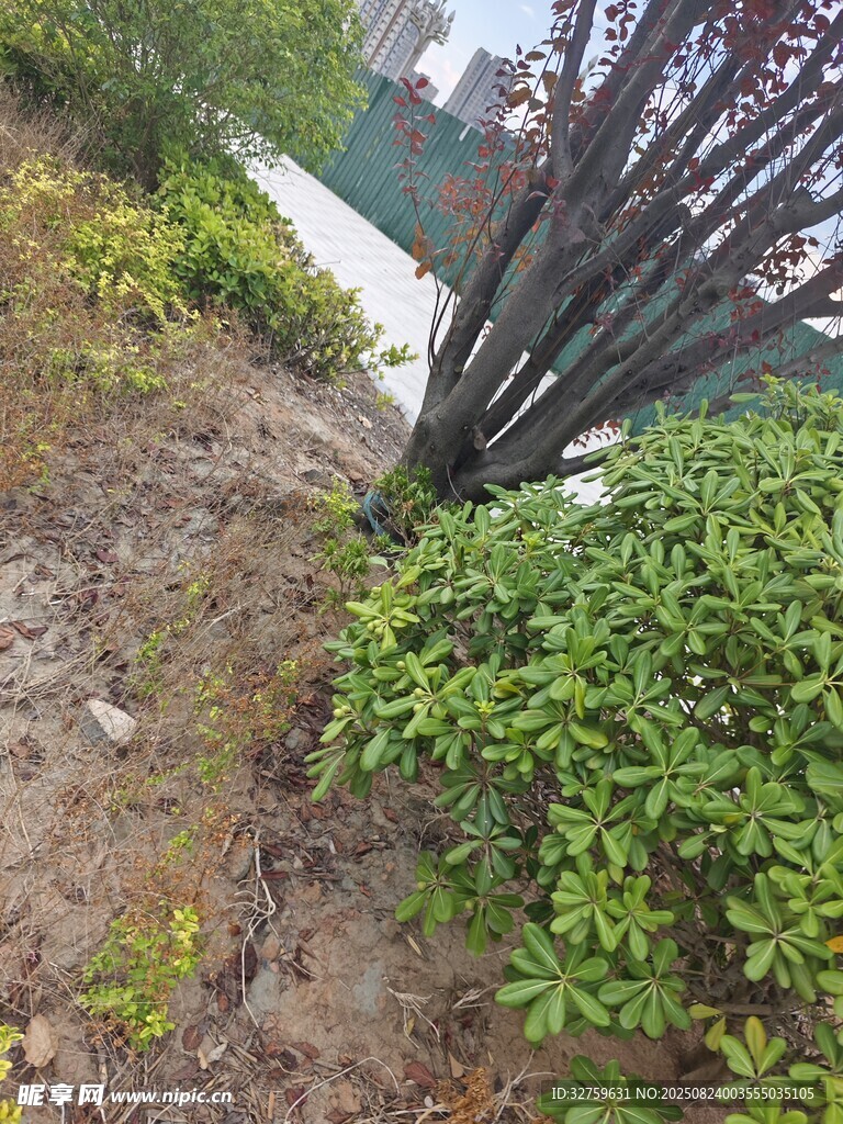 户外绿植与枝干景观