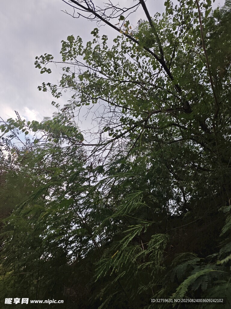繁茂绿树 