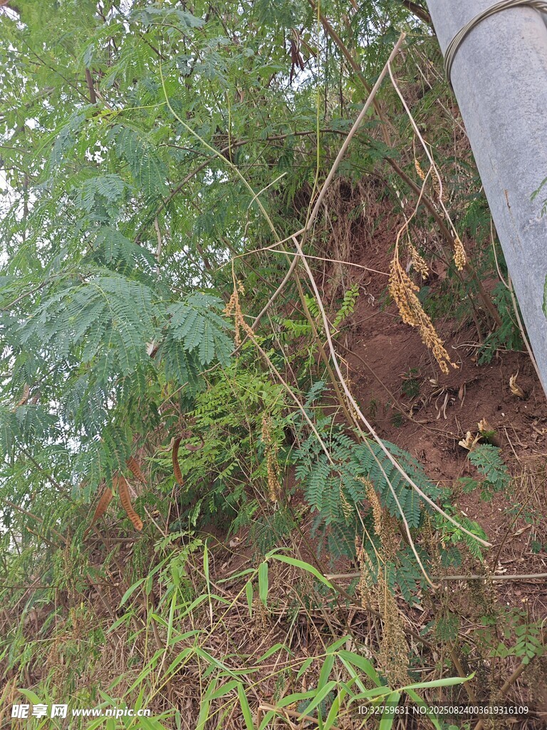 山坡上繁茂的绿植景观