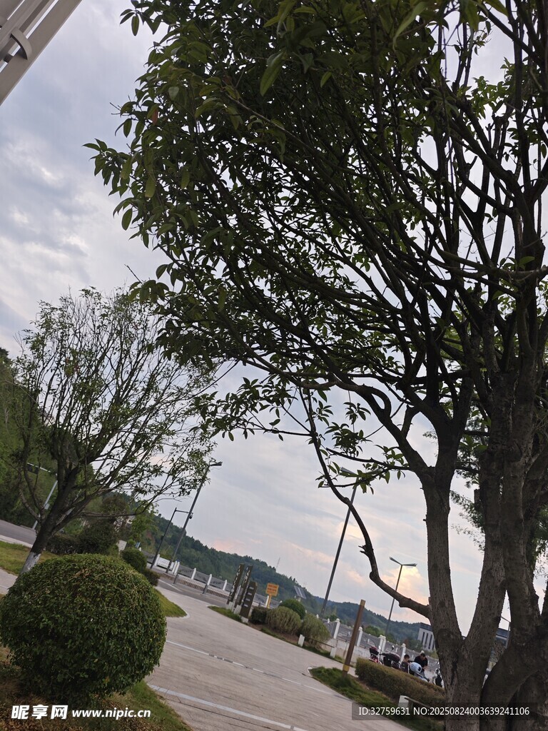 路边绿树与修剪的灌木