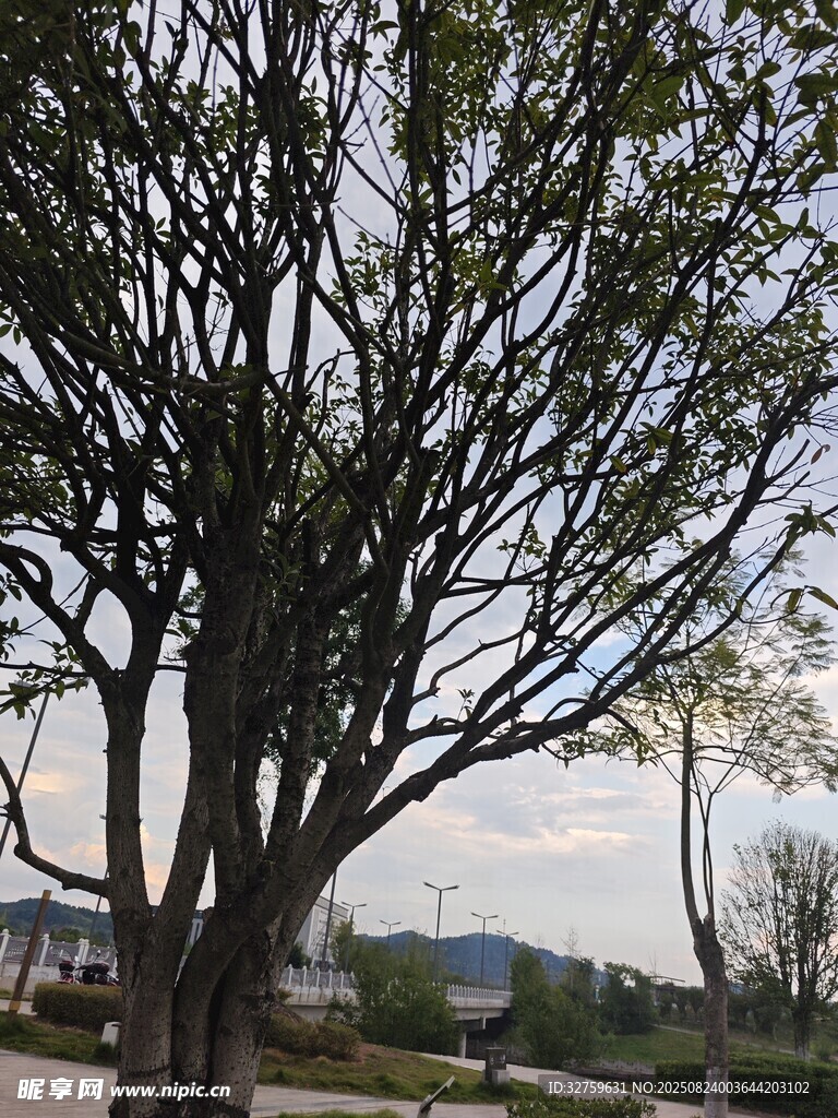 粗壮树木展现自然之美