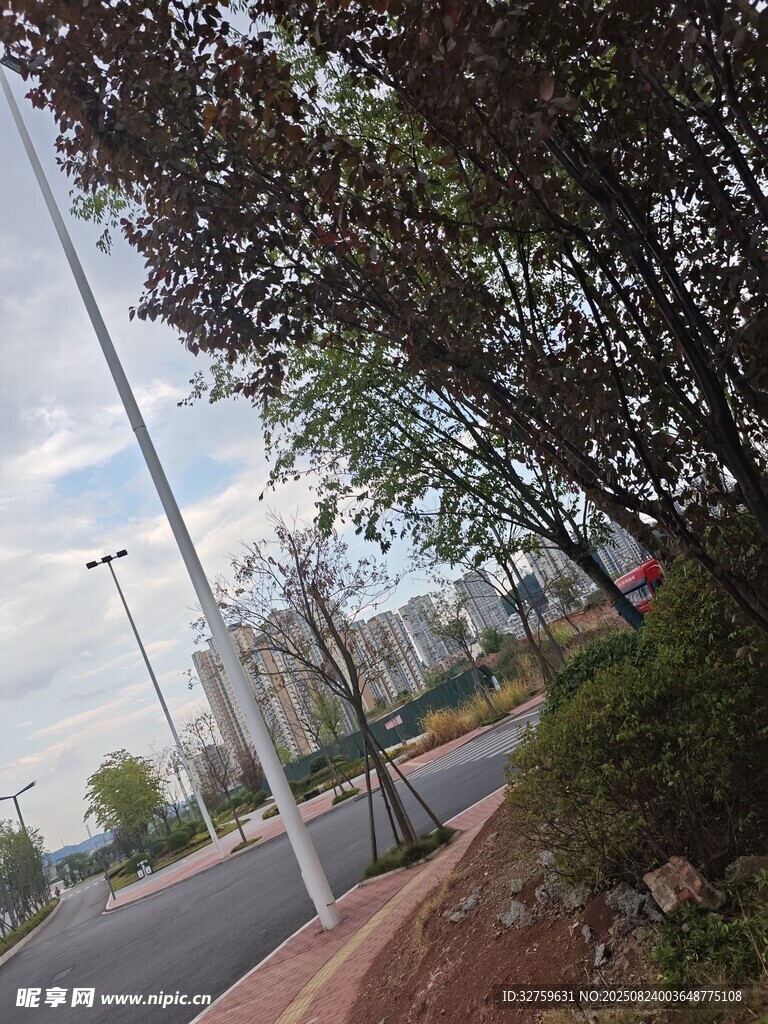 城市街道旁的繁茂绿树