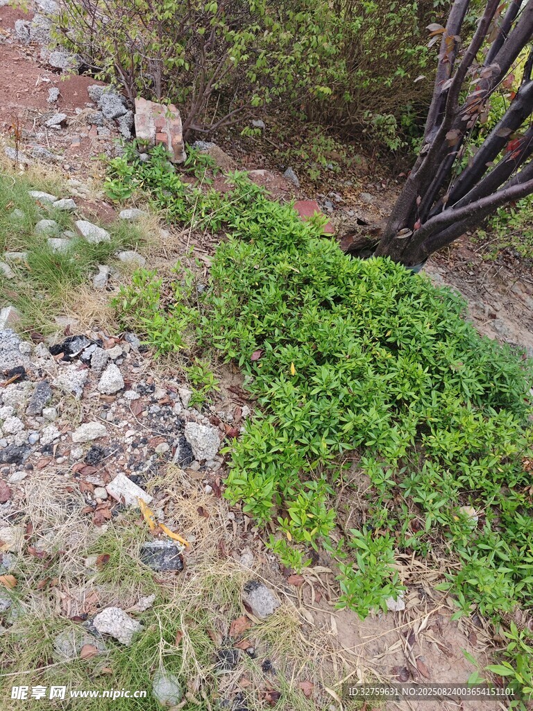墙角丛生的绿色植物