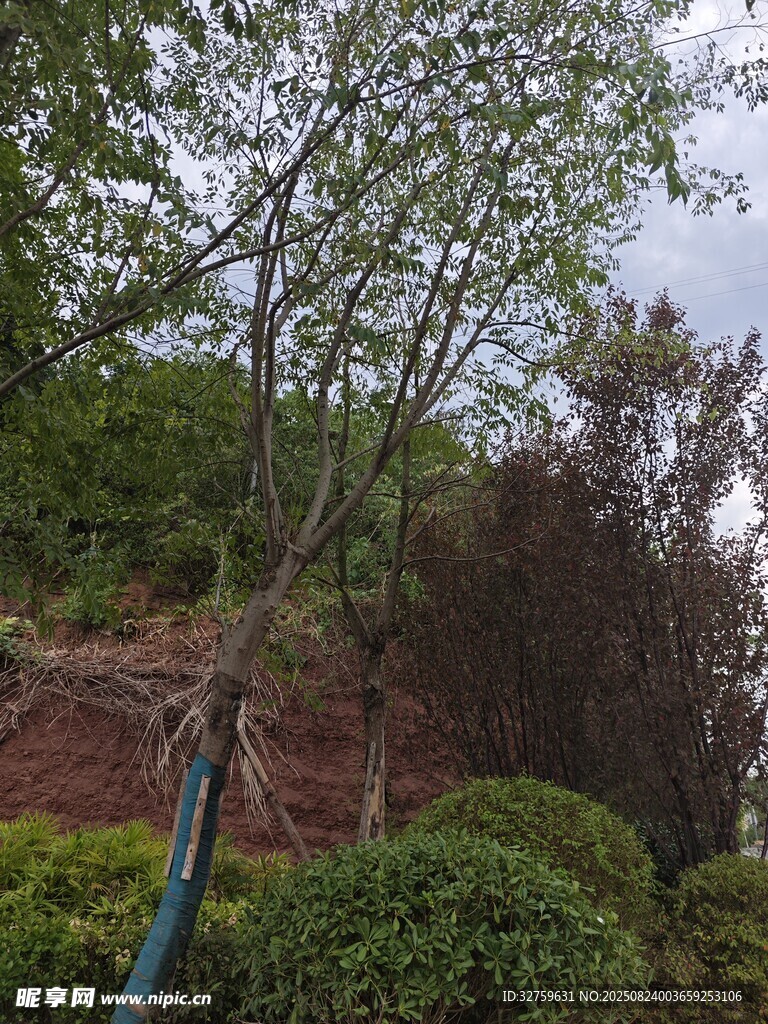 山坡绿植景观