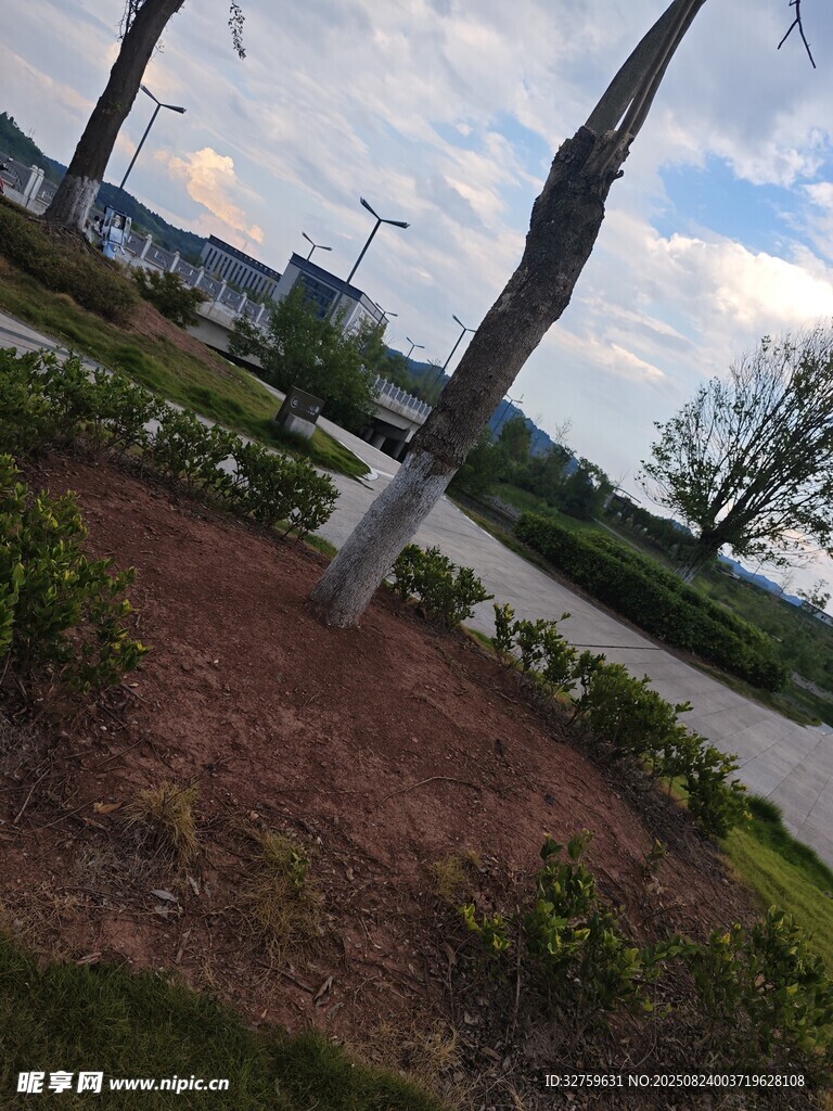 户外绿植与树木景观