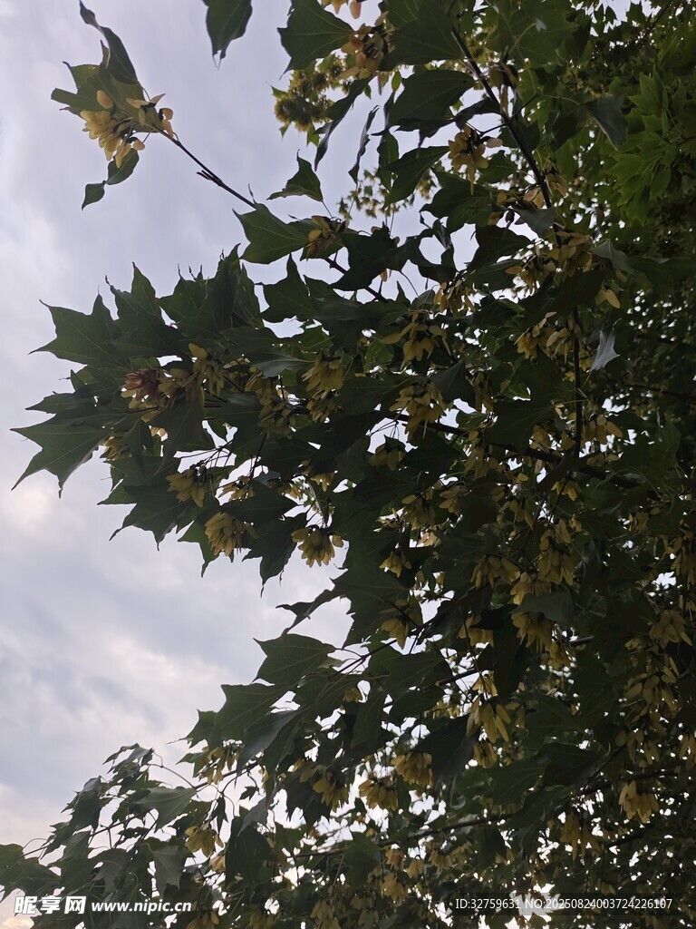 仰视枝叶繁茂的树木