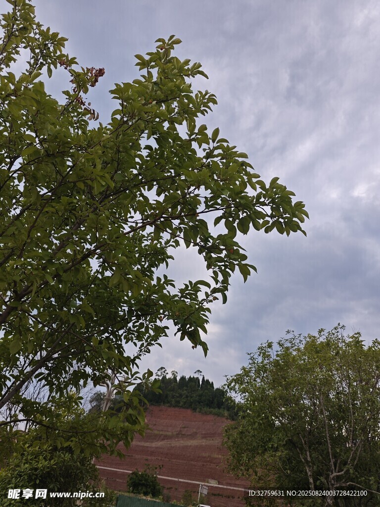 绿树掩映下的红砖建筑