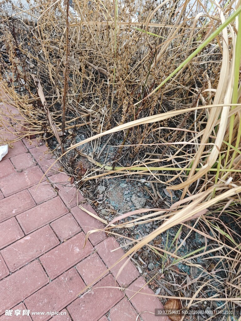 砖砌小径旁的枯黄芦苇