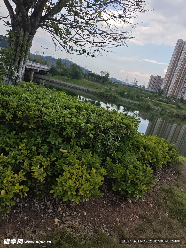 湖畔绿植与远处高楼景致