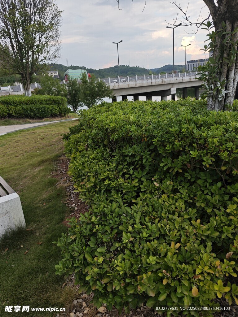 城市路边绿意盎然的灌木丛