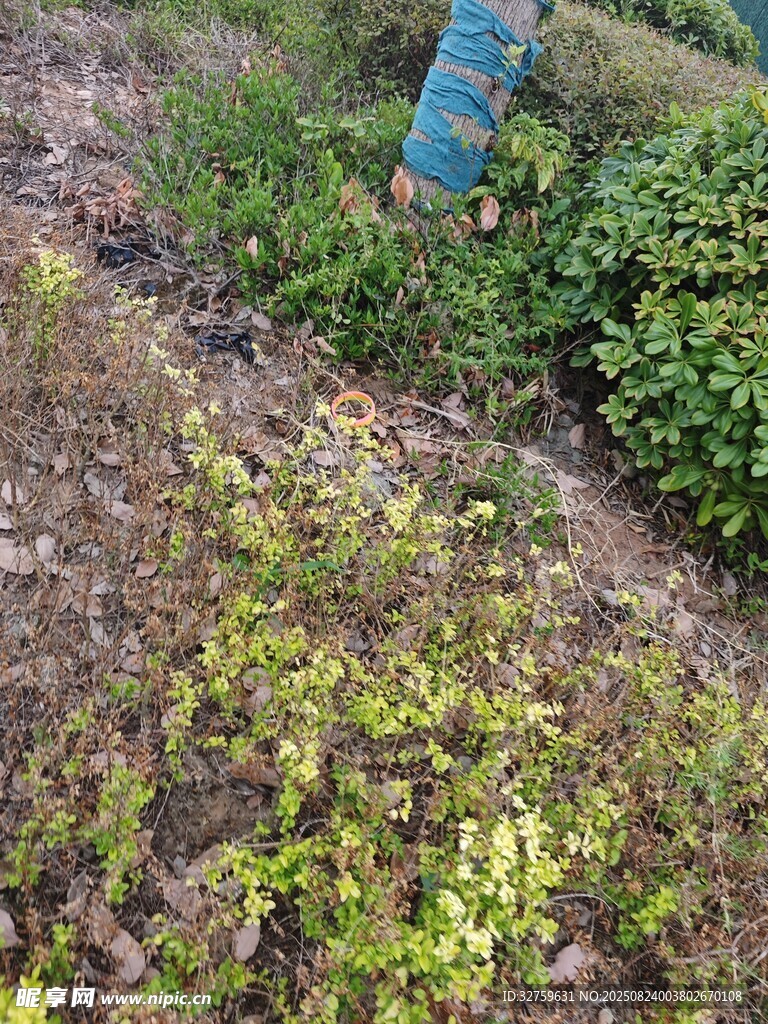 野外绿植景观