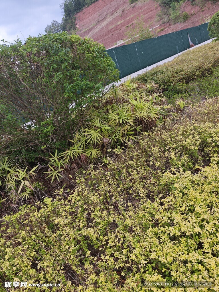 户外绿植景观
