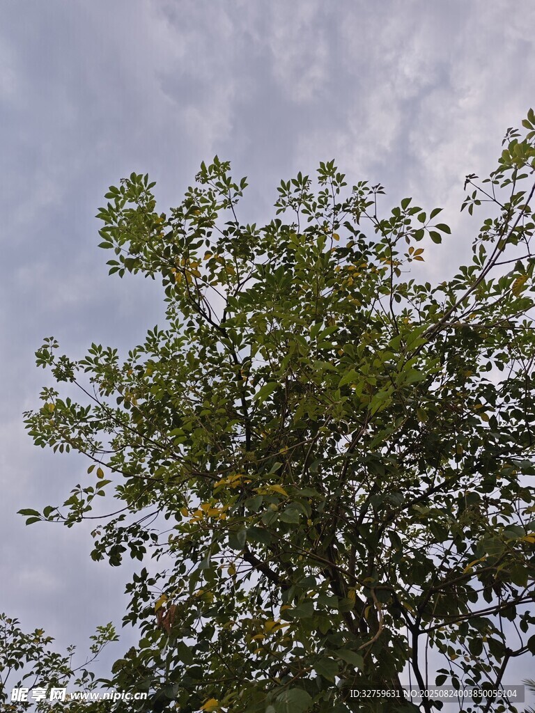 天空下的繁茂绿树