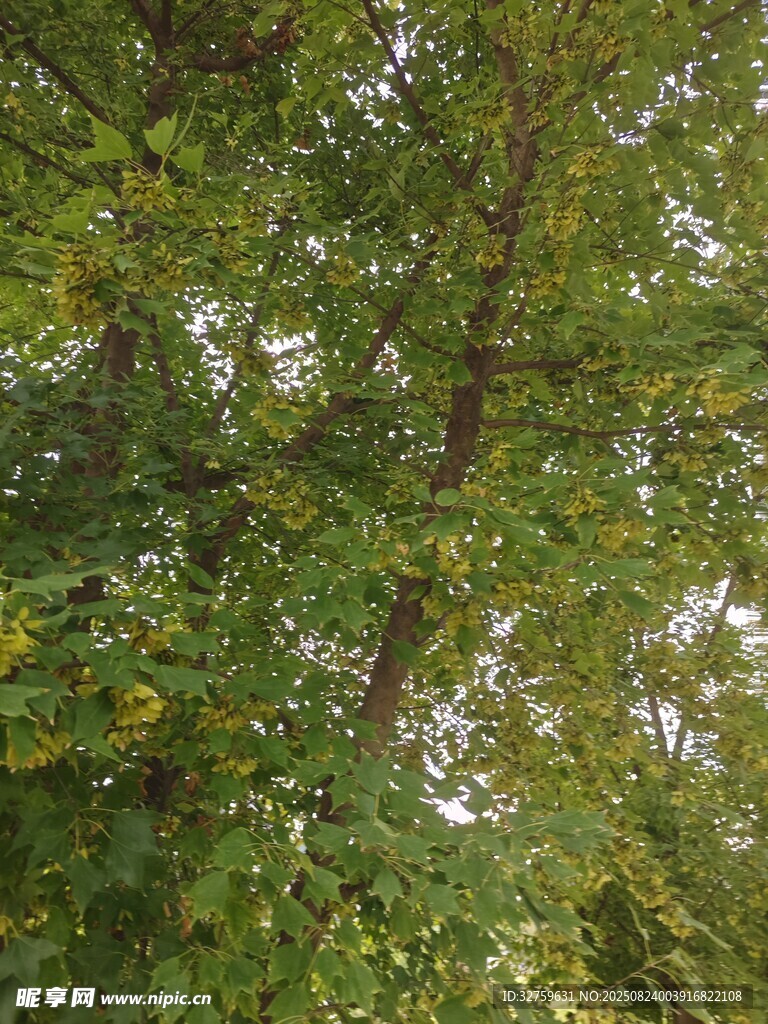 仰视茂密繁茂的绿树树冠