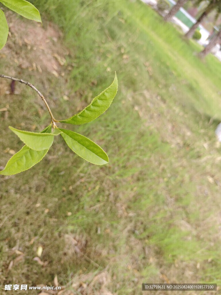 嫩绿叶片生长于草地间