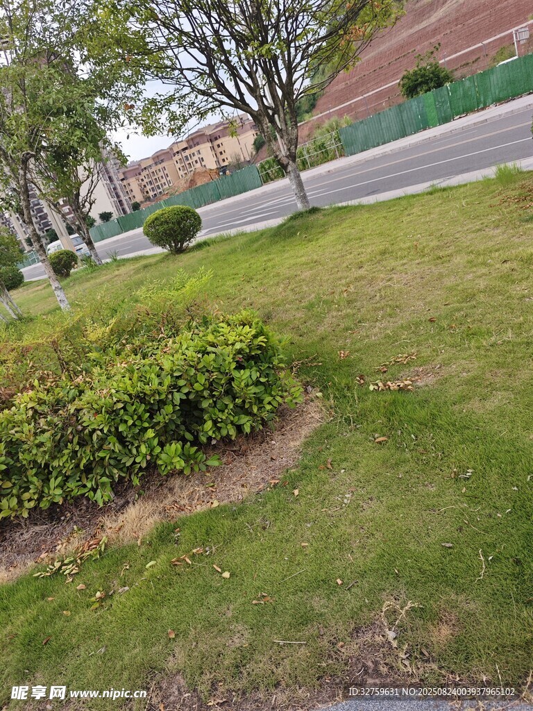 城市街边绿意盎然的草坪
