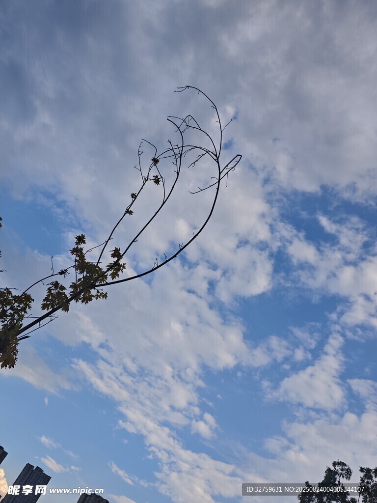 枝头映蓝天 
