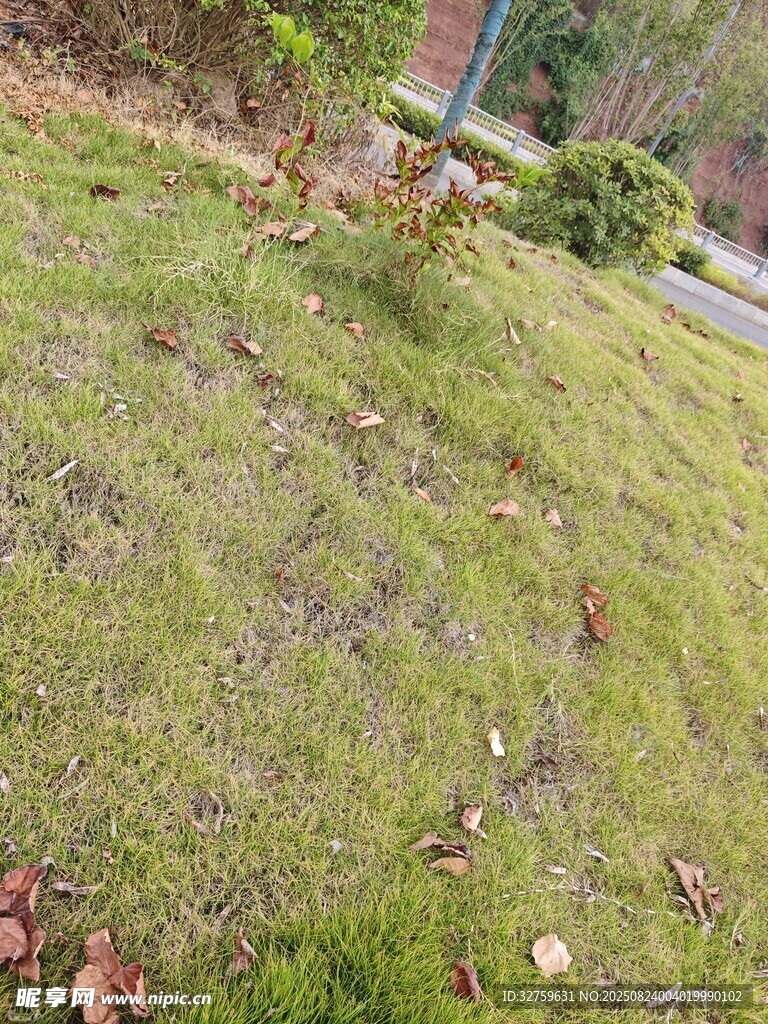 户外草地景象