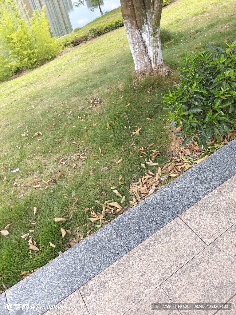 路边草地与树木景观