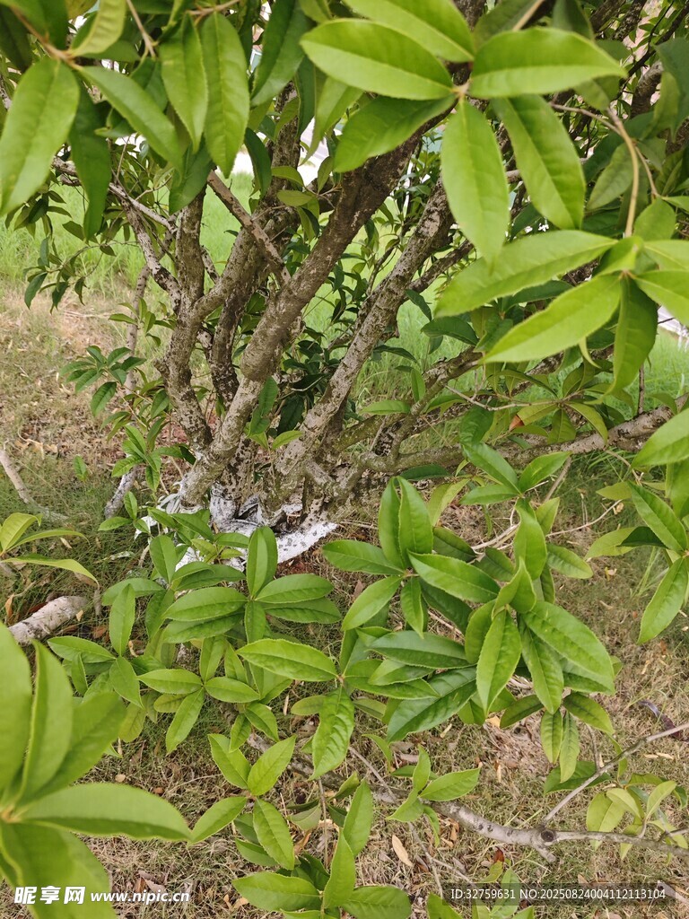 绿叶繁茂的树木景象