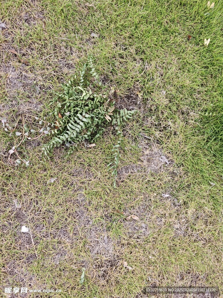 草地上的绿色植物