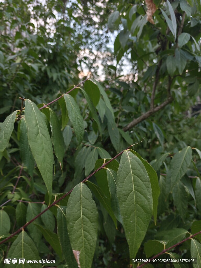 茂密绿叶植物特写