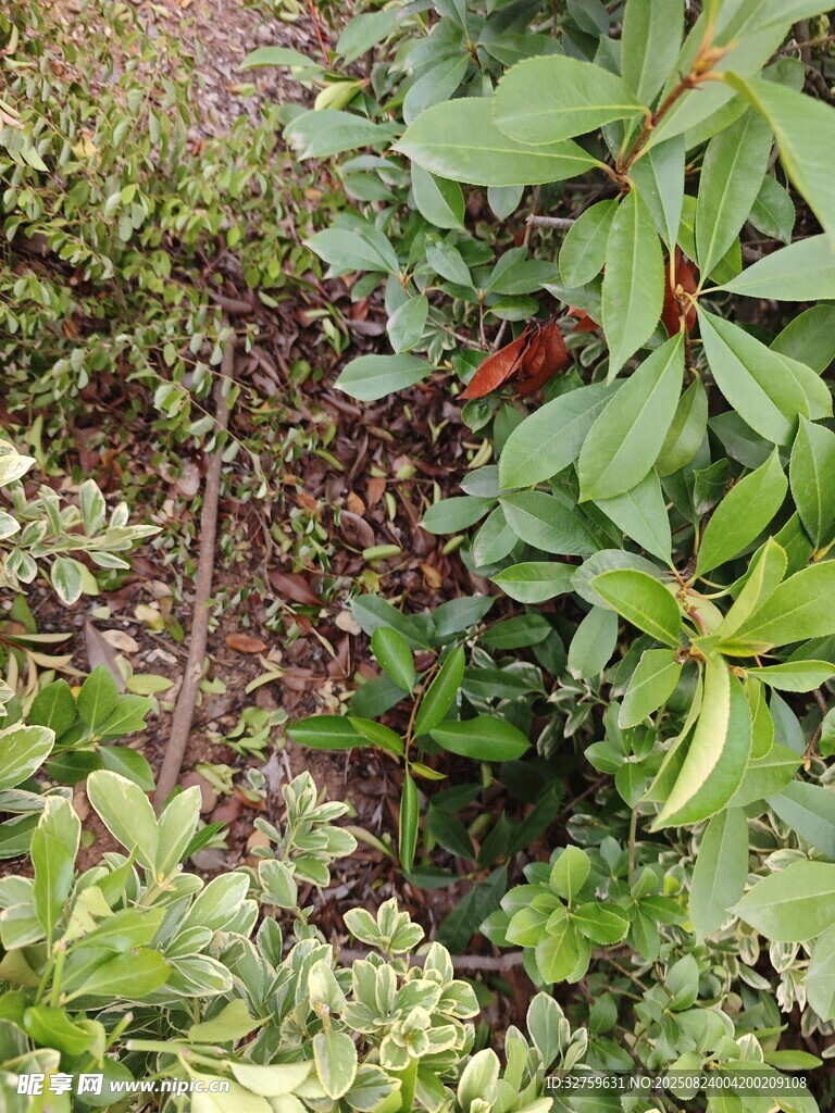 花园小径旁的绿植与花卉