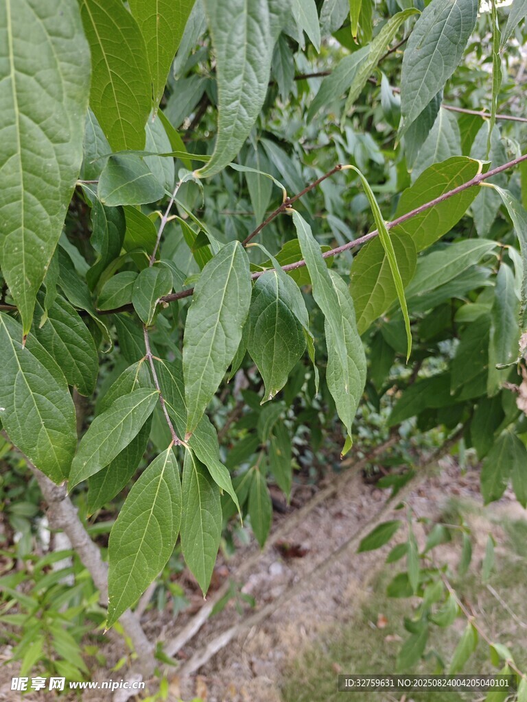 绿叶植物特写