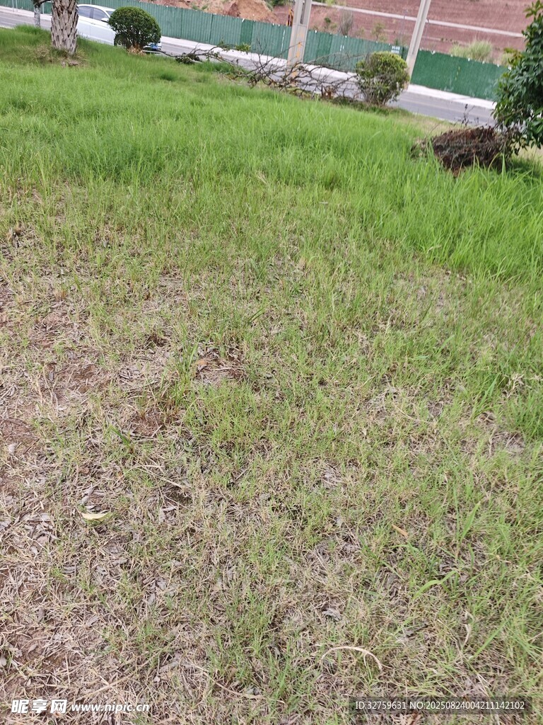 户外草地场景