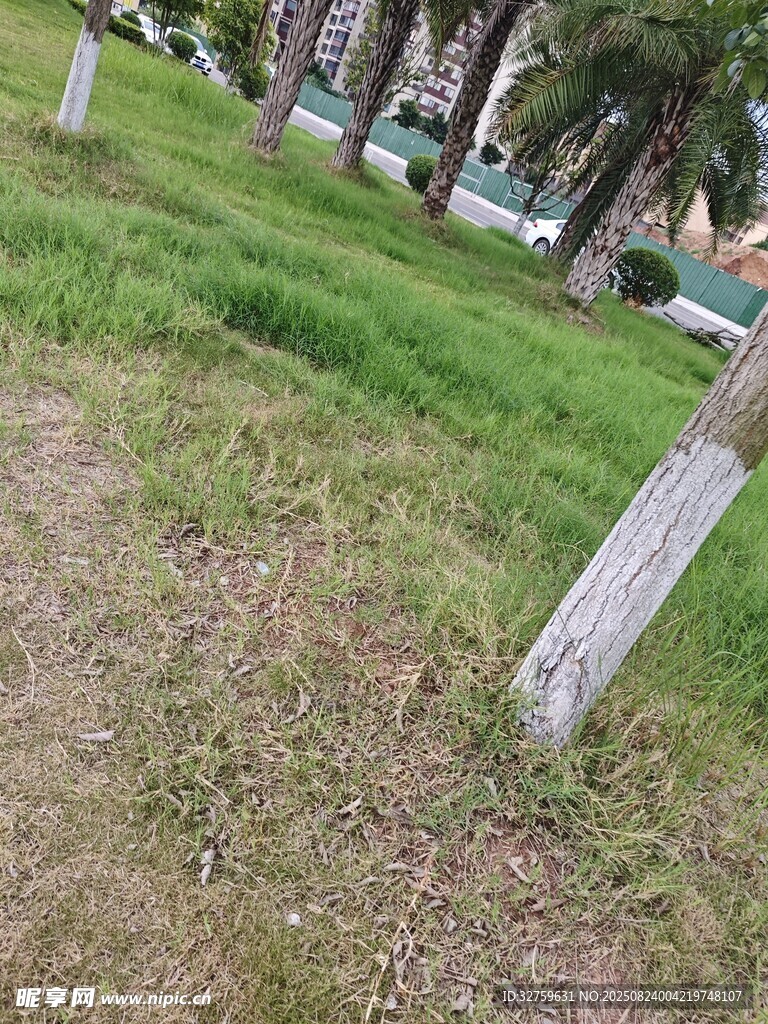 路边草地中的木质标识桩