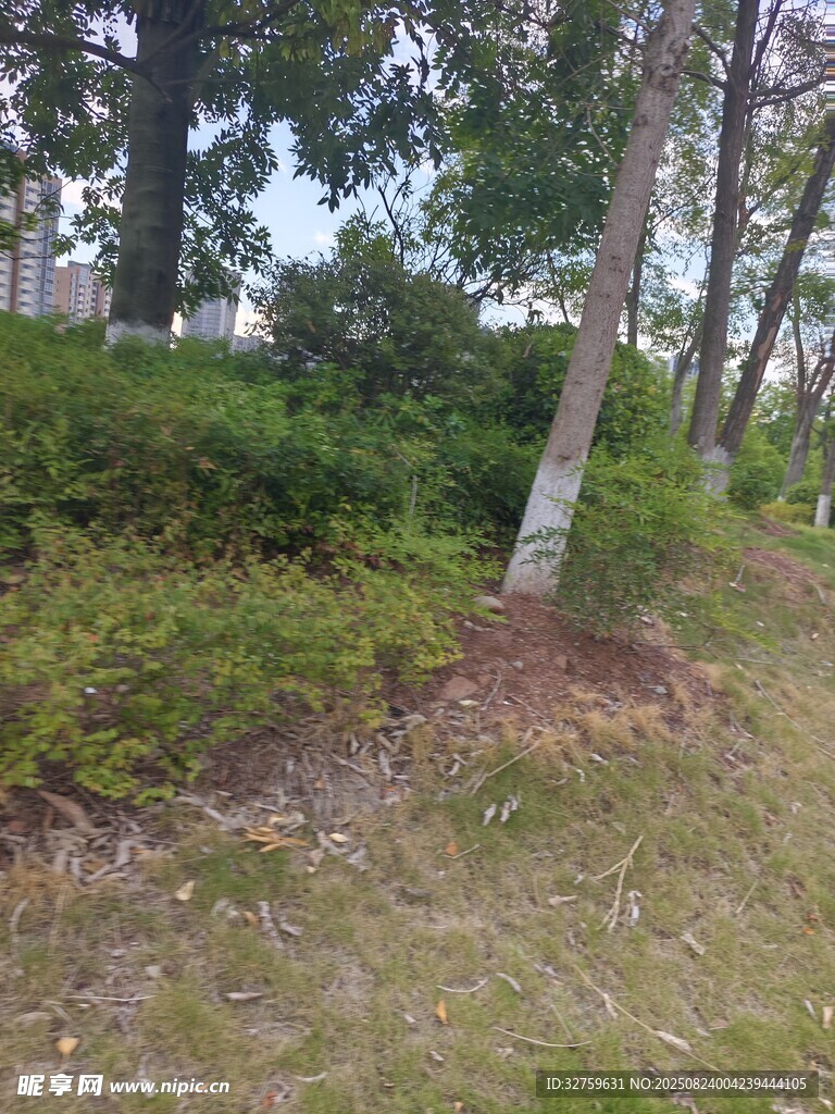 户外绿植与树木景观