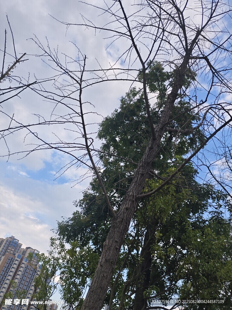 枯树旁的葱郁绿树
