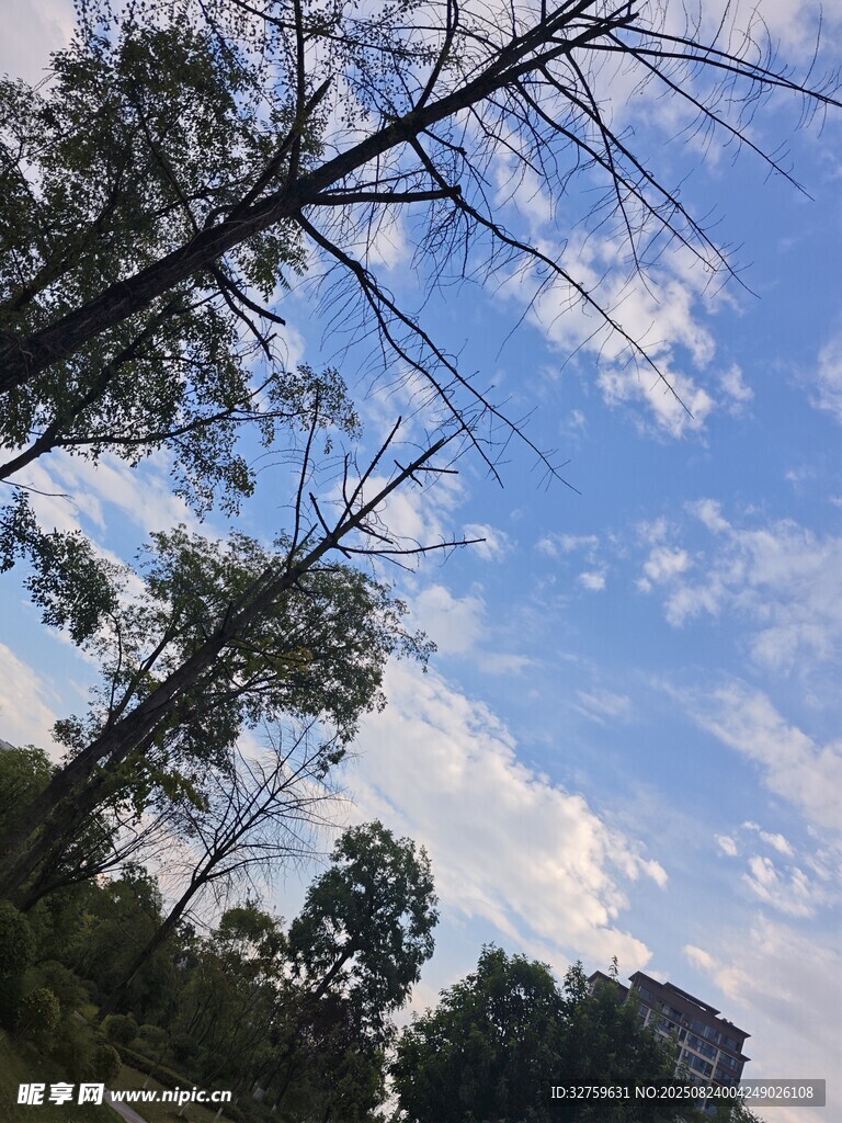 蓝天白云下的树木景致