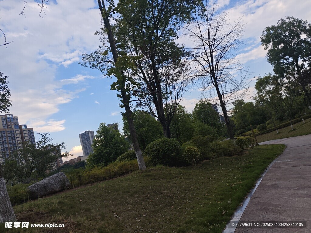 城市中的静谧林荫小道