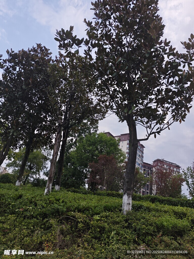 户外绿树草地风景图