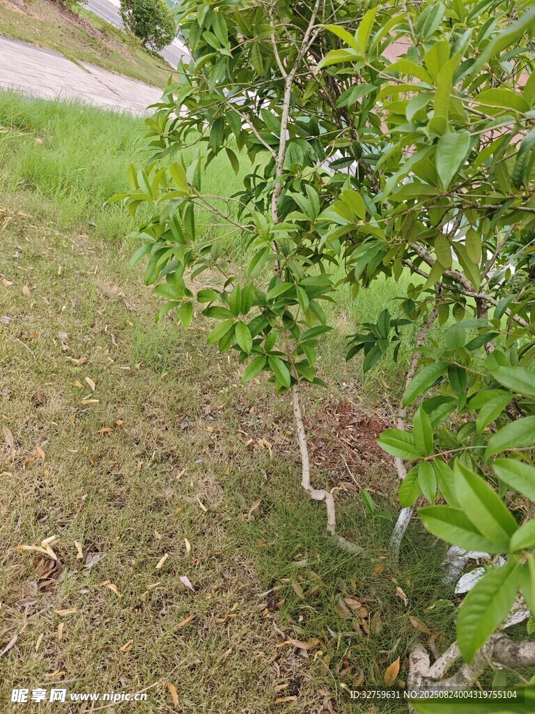 路边绿植 