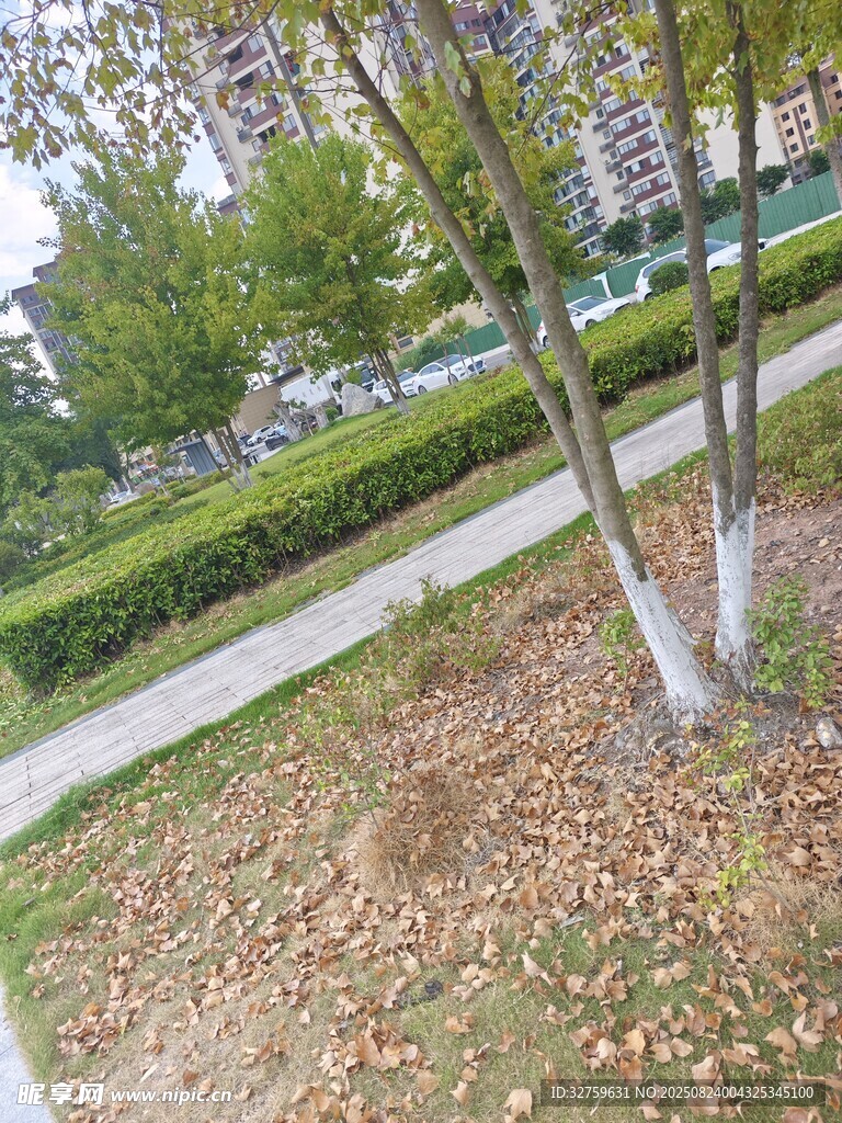秋日树下落叶与绿植景观