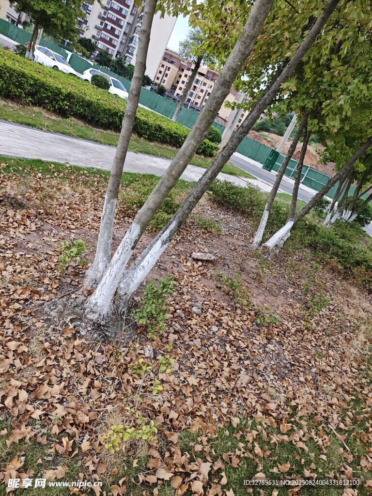 公园树下落叶与树干景象
