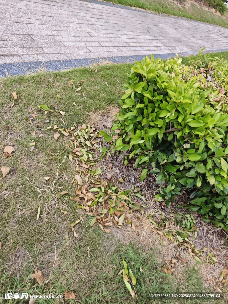 路边绿植与散落枯叶