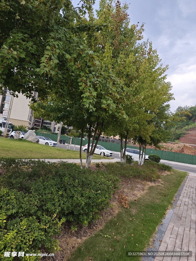 城市小径旁的绿树与植被