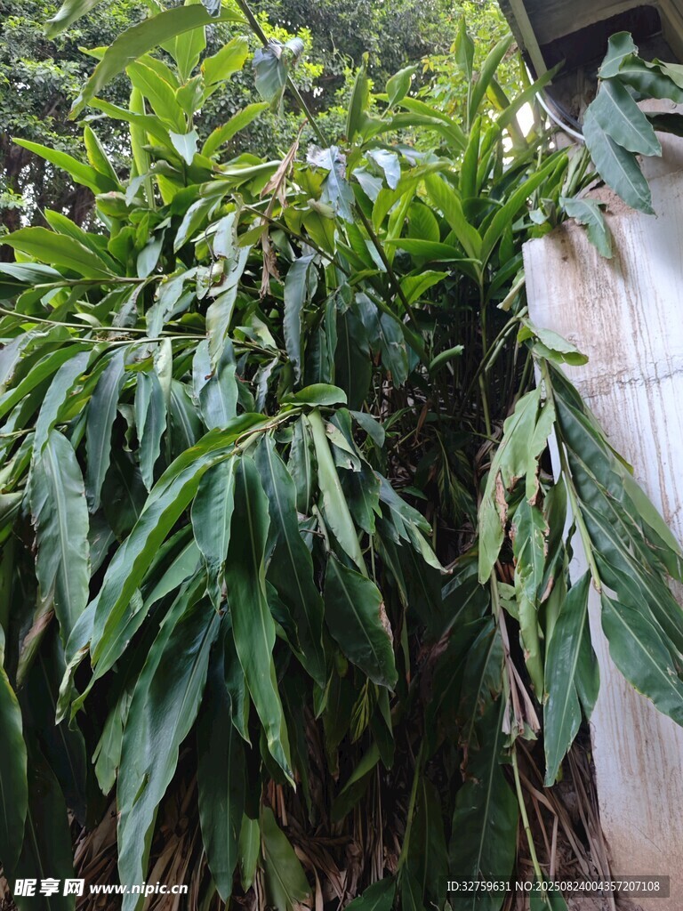 翠绿繁茂的热带植物