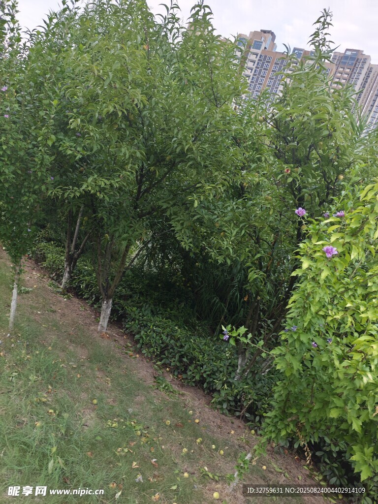 绿意盎然的户外植物景观