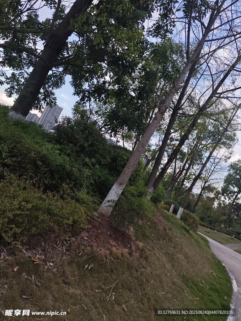 林间蜿蜒小径 